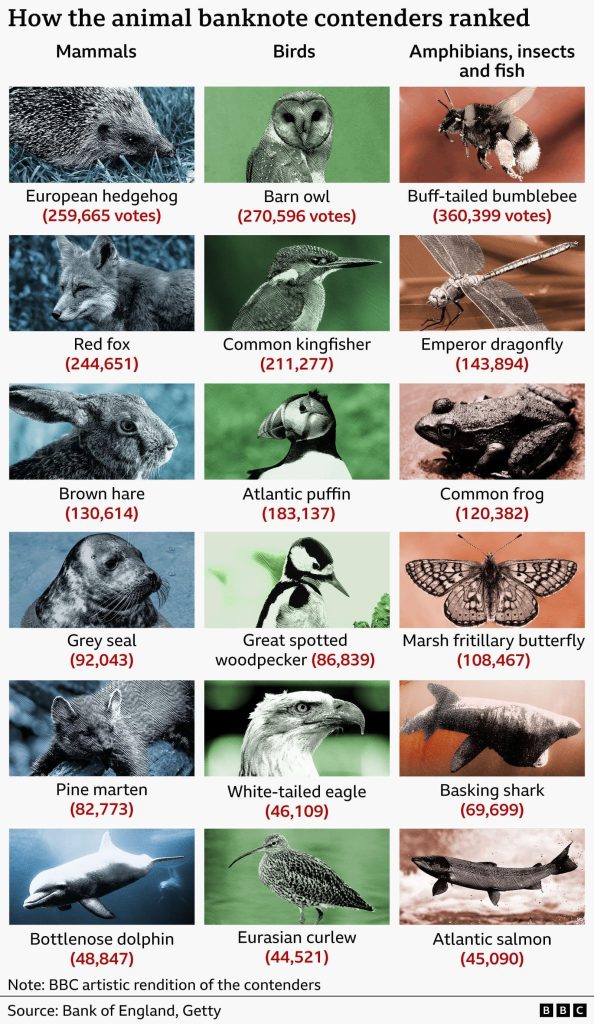 Infographic showing the results of a public vote on animals shortlisted for potential Bank of England banknotes, grouped into three categories: mammals, birds, and amphibians, insects and fish. The buff-tailed bumblebee received the most votes overall with 360,399. Among birds, the barn owl led with 270,596 votes, and among mammals, the European hedgehog ranked first with 259,665. Other highly ranked animals include the red fox (244,651), common kingfisher (211,277), Atlantic puffin (183,137), emperor dragonfly (143,894), brown hare (130,614), common frog (120,382) and marsh fritillary butterfly (108,467). Lower-ranked contenders include the grey seal, pine marten, basking shark, bottlenose dolphin, white-tailed eagle, Atlantic salmon and Eurasian curlew, each receiving fewer than 100,000 votes. The graphic includes illustrated portraits of all 18 animals arranged in ranked order within their categories. Source: Bank of England and Getty.